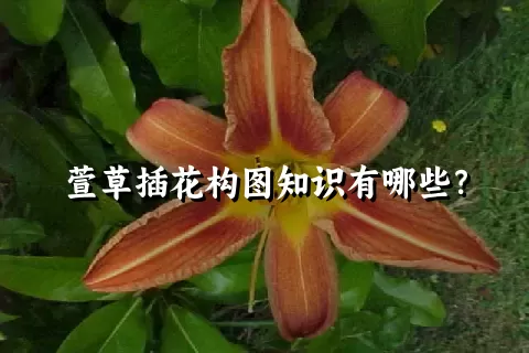 萱草插花构图知识有哪些？