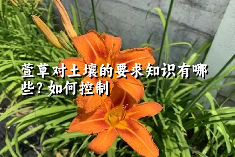 萱草对土壤的要求知识有哪些？如何控制