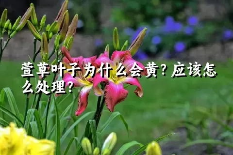 萱草叶子为什么会黄？应该怎么处理？