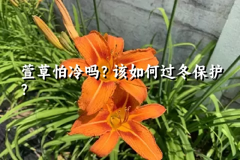 萱草怕冷吗？该如何过冬保护？