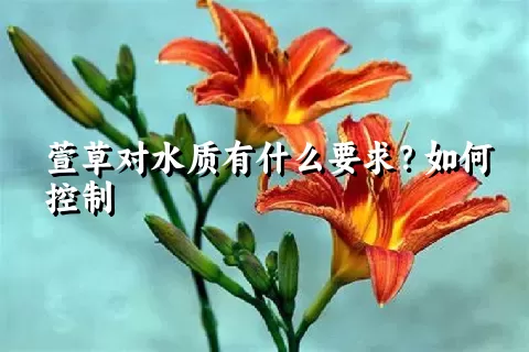 萱草对水质有什么要求？如何控制