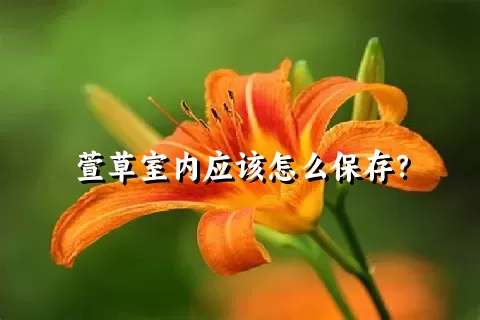 萱草室内应该怎么保存？