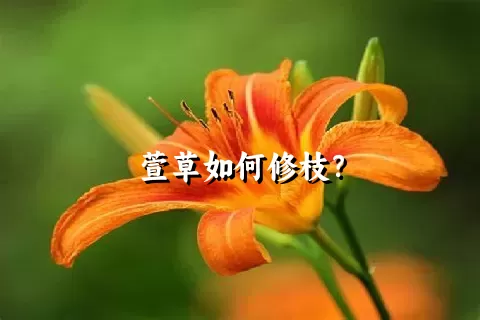 萱草如何修枝？