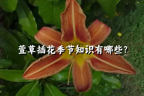 萱草插花季节知识有哪些？