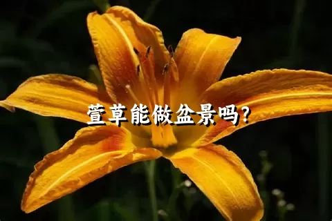 萱草能做盆景吗？