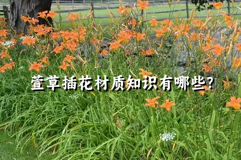 萱草插花材质知识有哪些？