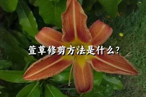 萱草修剪方法是什么？