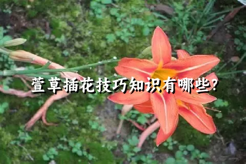 萱草插花技巧知识有哪些？