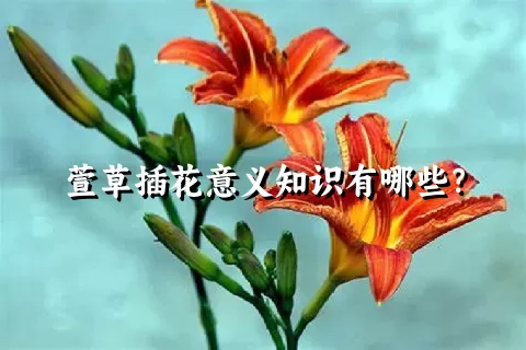 萱草插花意义知识有哪些？