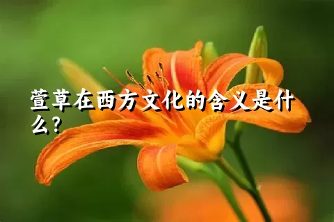 萱草在西方文化的含义是什么？