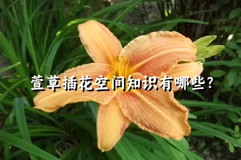 萱草插花空间知识有哪些？