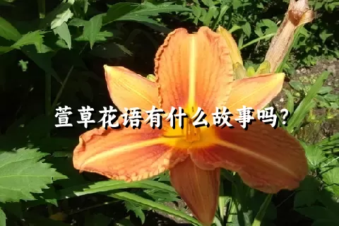 萱草花语有什么故事吗？