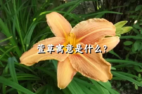 萱草寓意是什么？