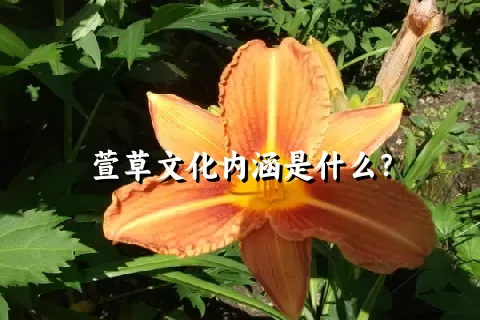 萱草文化内涵是什么？