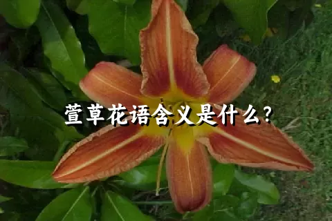 萱草花语含义是什么？