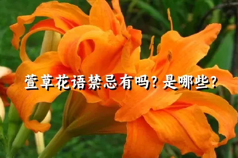 萱草花语禁忌有吗？是哪些？