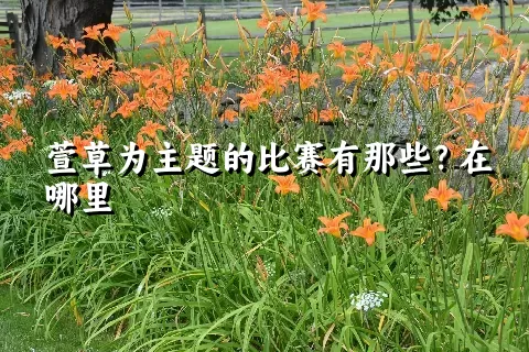 萱草为主题的比赛有那些？在哪里