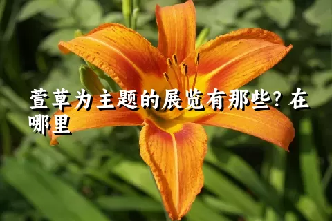 萱草为主题的展览有那些？在哪里