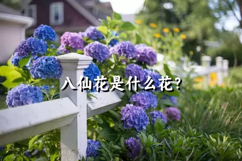 八仙花是什么花？