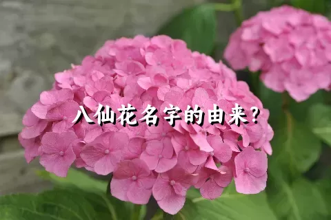 八仙花名字的由来？