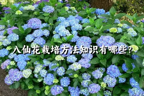 八仙花栽培方法知识有哪些？