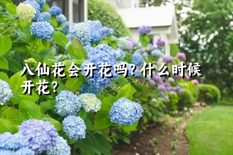 八仙花会开花吗？什么时候开花？