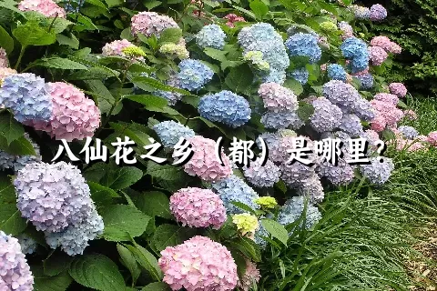 八仙花之乡（都）是哪里？