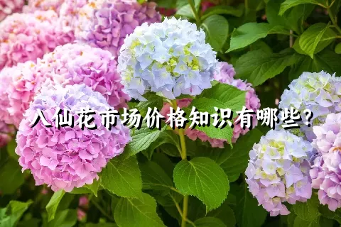 八仙花市场价格知识有哪些？