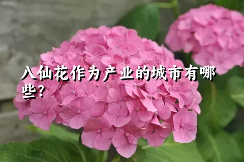 八仙花作为产业的城市有哪些？