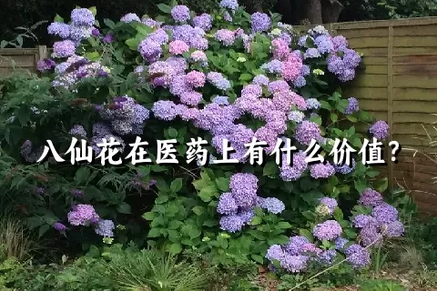 八仙花在医药上有什么价值？