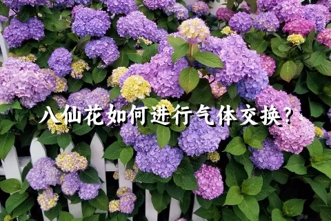 八仙花如何进行气体交换？