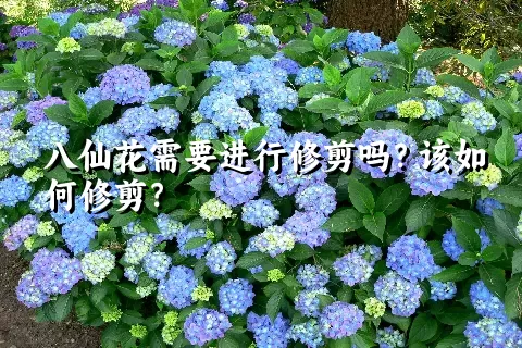 八仙花需要进行修剪吗？该如何修剪？