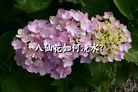 八仙花如何浇水？