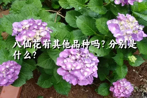 八仙花有其他品种吗？分别是什么？