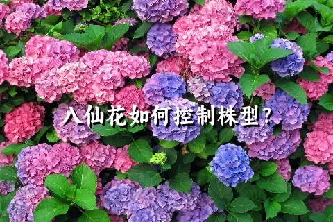 八仙花如何控制株型？