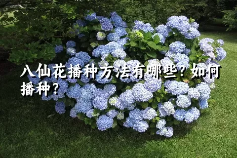 八仙花播种方法有哪些？如何播种？