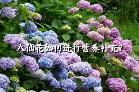 八仙花如何进行营养补充？