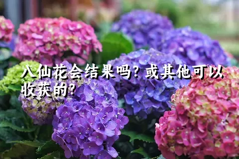 八仙花会结果吗？或其他可以收获的？