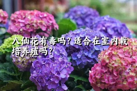 八仙花有毒吗？适合在室内栽培养殖吗？