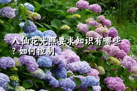 八仙花光照要求知识有哪些？如何控制