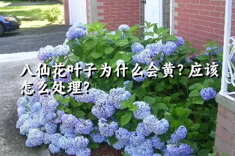 八仙花叶子为什么会黄？应该怎么处理？