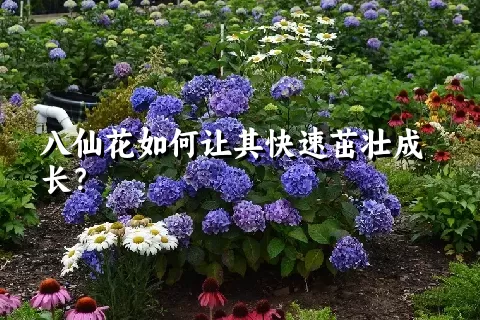 八仙花如何让其快速茁壮成长？