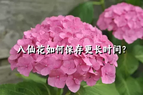 八仙花如何保存更长时间？