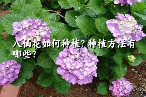 八仙花如何种植？种植方法有哪些？