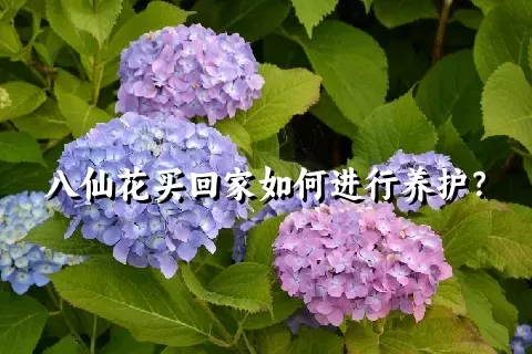 八仙花买回家如何进行养护？