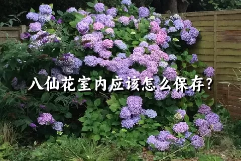 八仙花室内应该怎么保存？