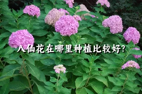 八仙花在哪里种植比较好？