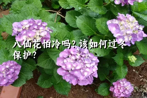 八仙花怕冷吗？该如何过冬保护？