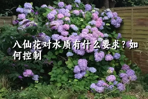 八仙花对水质有什么要求？如何控制