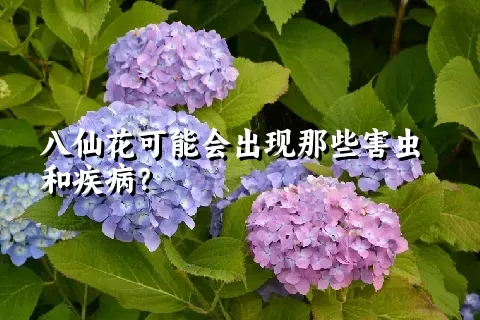 八仙花可能会出现那些害虫和疾病？